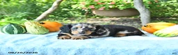 Miniature Dachshund dogs for sale: Princess - Ad 2