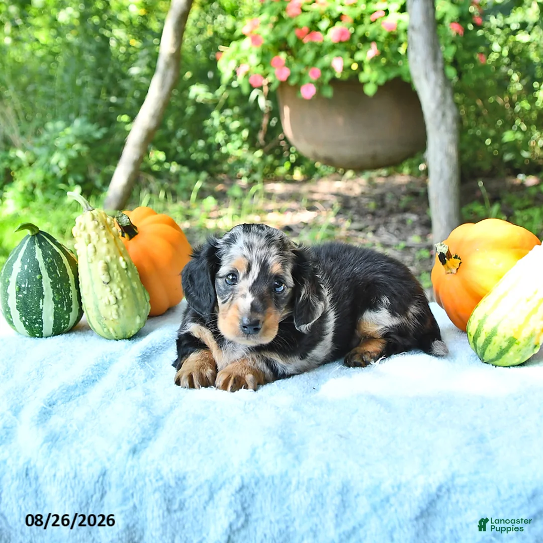 Miniature Dachshund dogs for sale: Princess - Ad 2