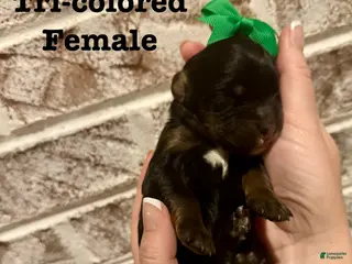 Bernedoodle dogs Gretchen - Ad 10