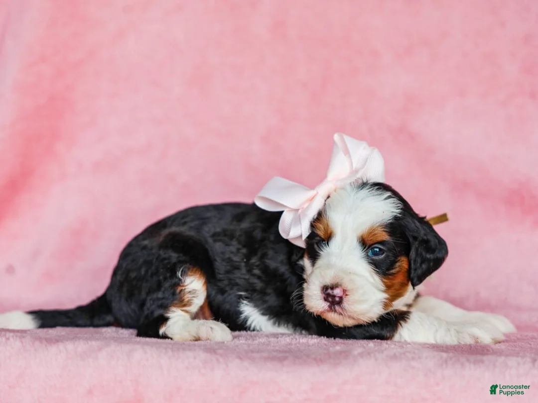 Mini Bernedoodle dogs for sale: Audrey - Ad 2