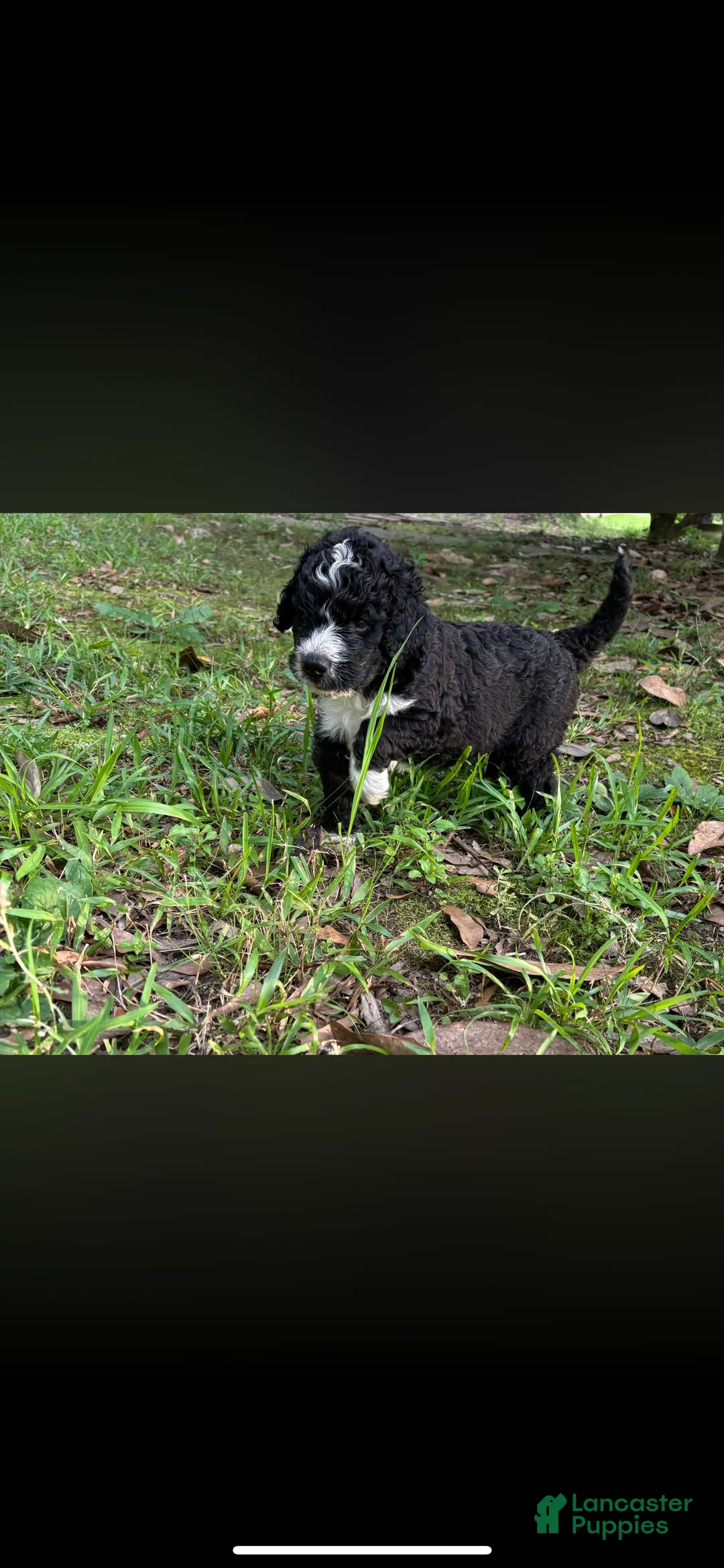 Mixed Breed dogs for sale: Mr. Tuxedo - Ad 2