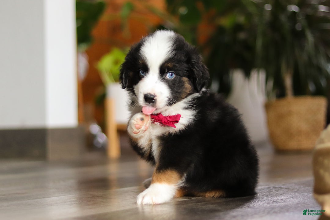 Miniature Australian Shepherd dogs for sale: Dubai - Ad 9