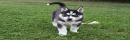 Siberian Husky dogs for sale: Alaska - Ad 1