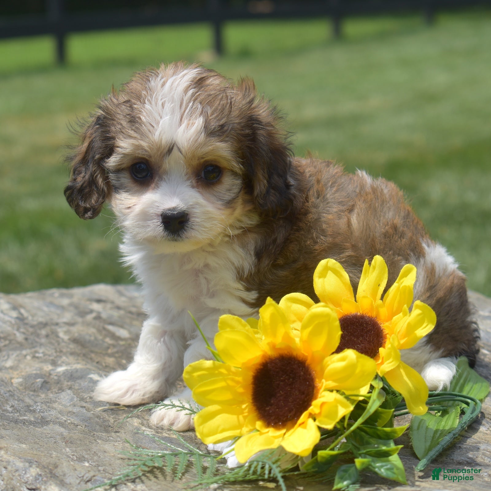 Cavachon dogs Minnie (Tiny) - Ad 2