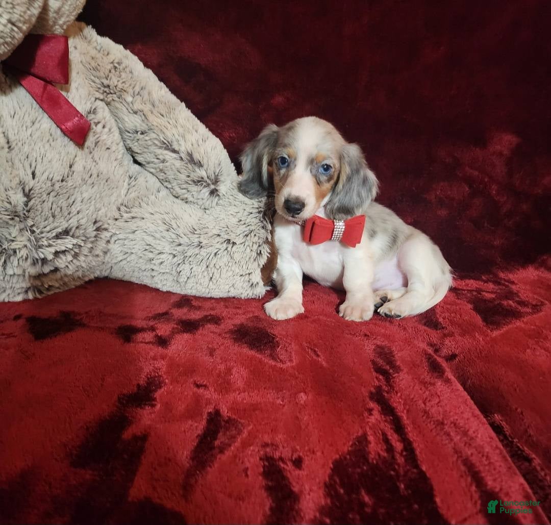 Miniature Dachshund dogs for sale: STORMY - Ad 10