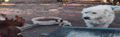 SOLD Working Anatolian Pyrenees Great Pyrenees Puppy
