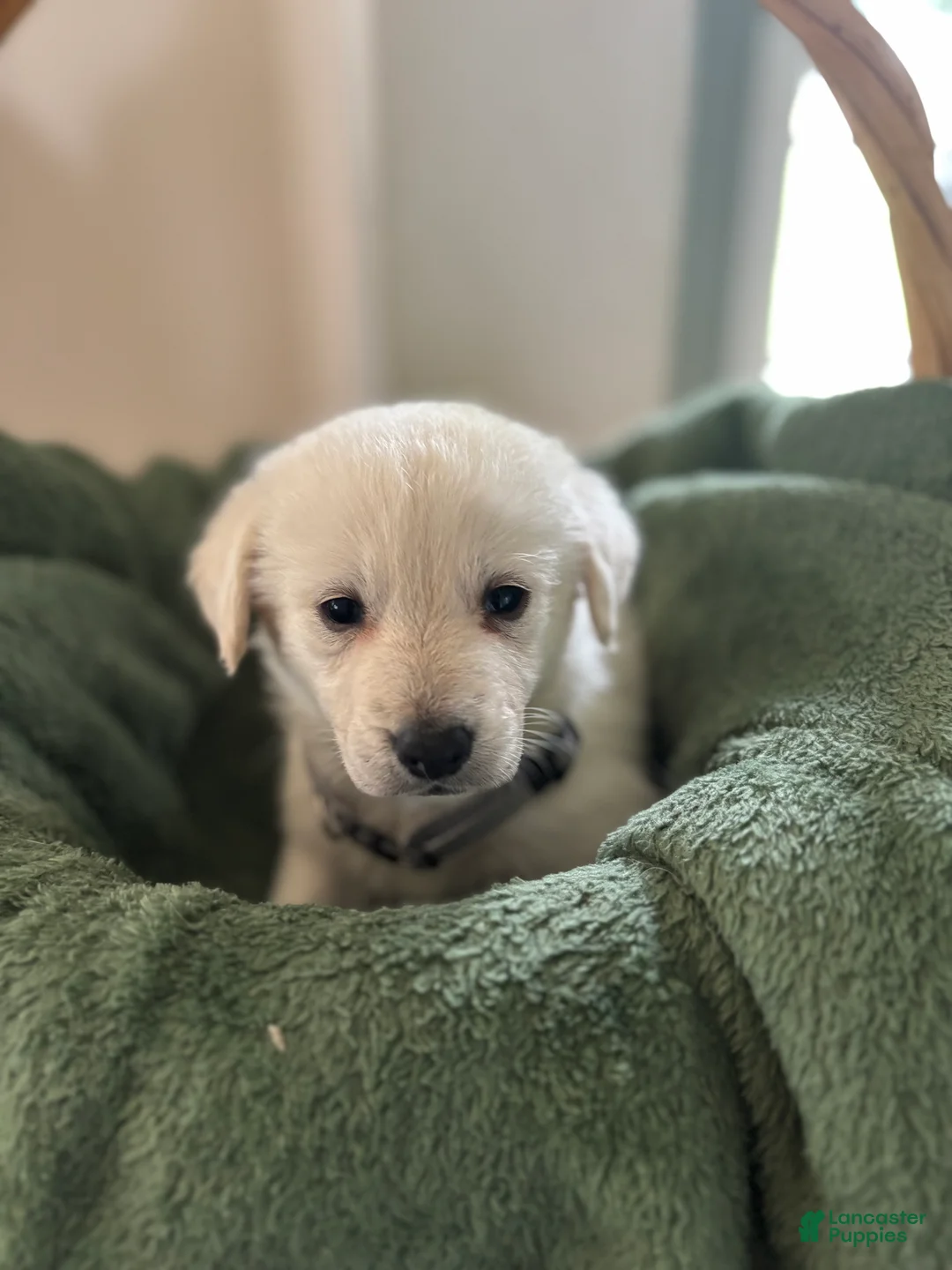 Mixed Breed dogs for sale: Grey Collar - Ad 1
