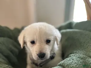 Mixed Breed dogs Grey Collar - Ad 20