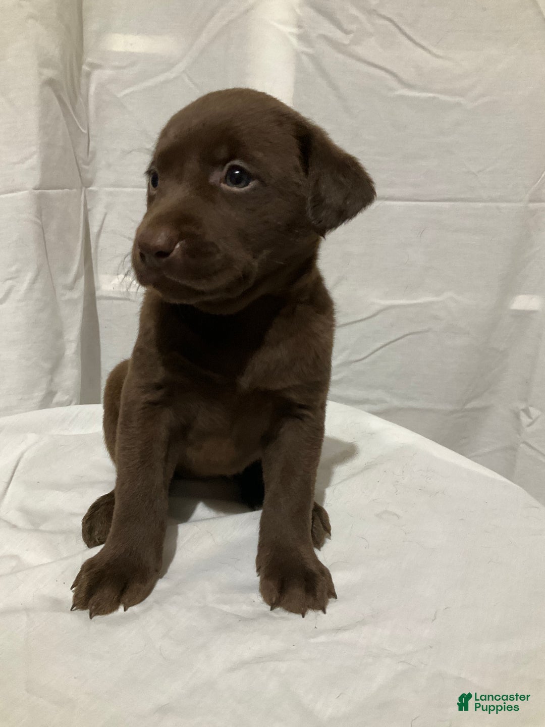 Labrador Retriever dogs for sale: Willow - Ad 3