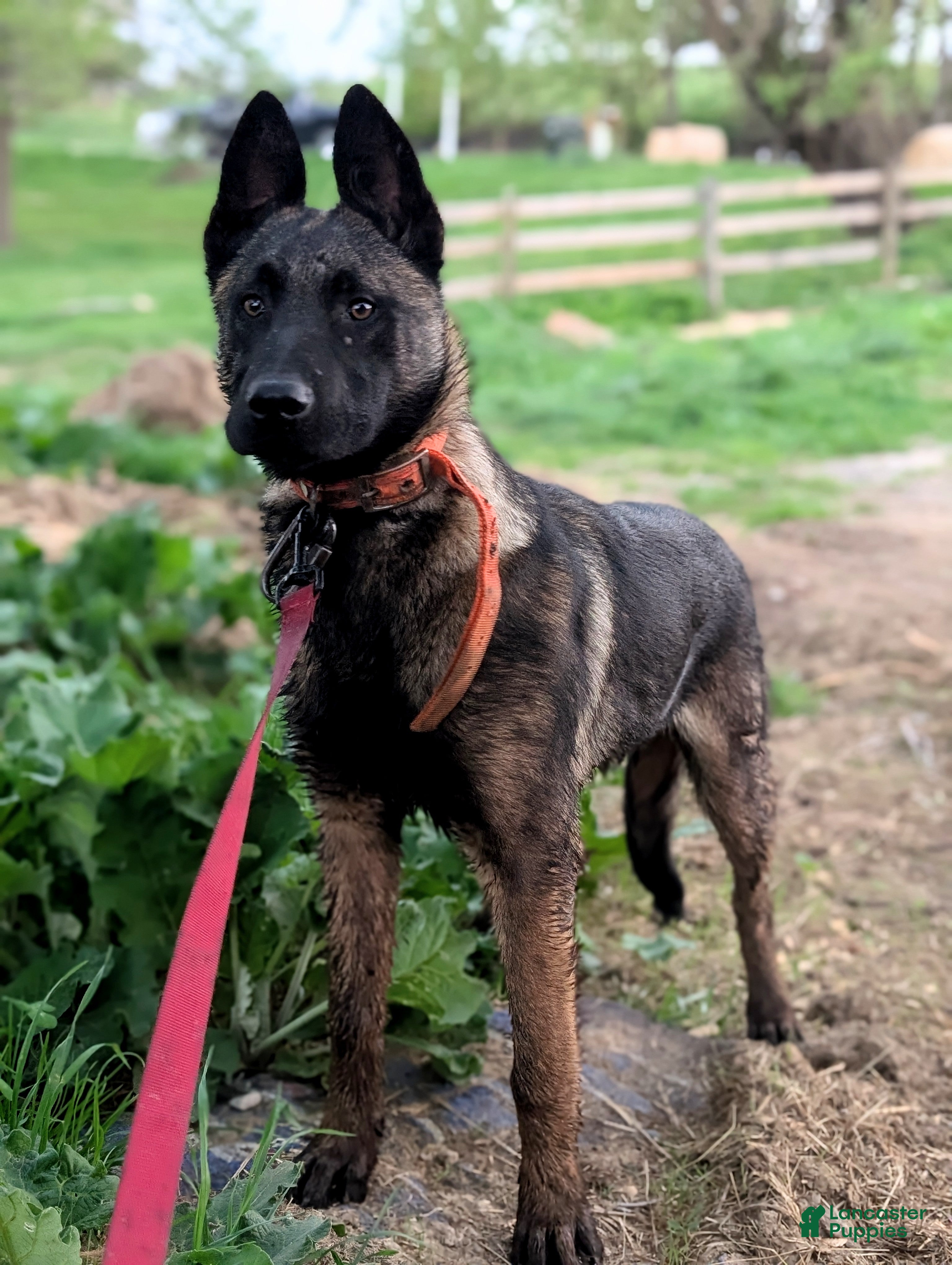 German Shepherd dogs Hitman  - Ad 2