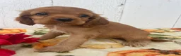 Cocker Spaniel dogs for sale: Sadie - Ad 4