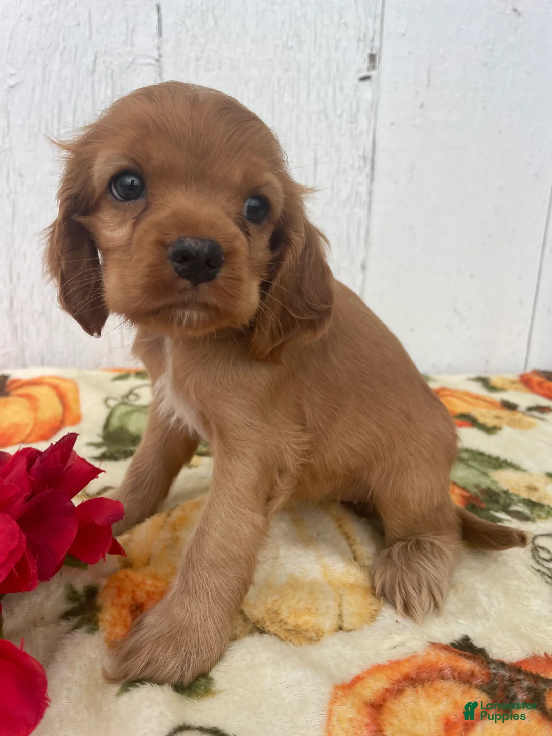 Cocker Spaniel dogs for sale: Sadie - Ad 4