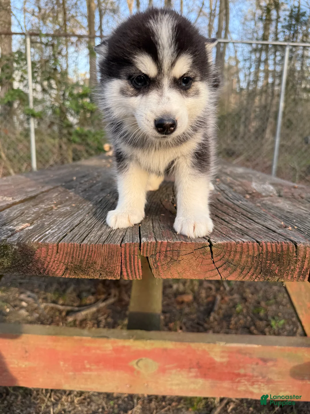 Pomsky dogs for sale: Pomsky Puppy 6 - Ad 1
