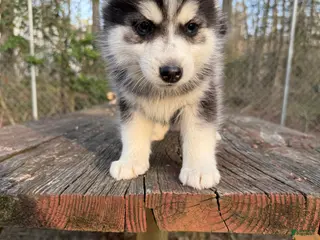 Pomsky dogs Pomsky Puppy 6 - Ad 13