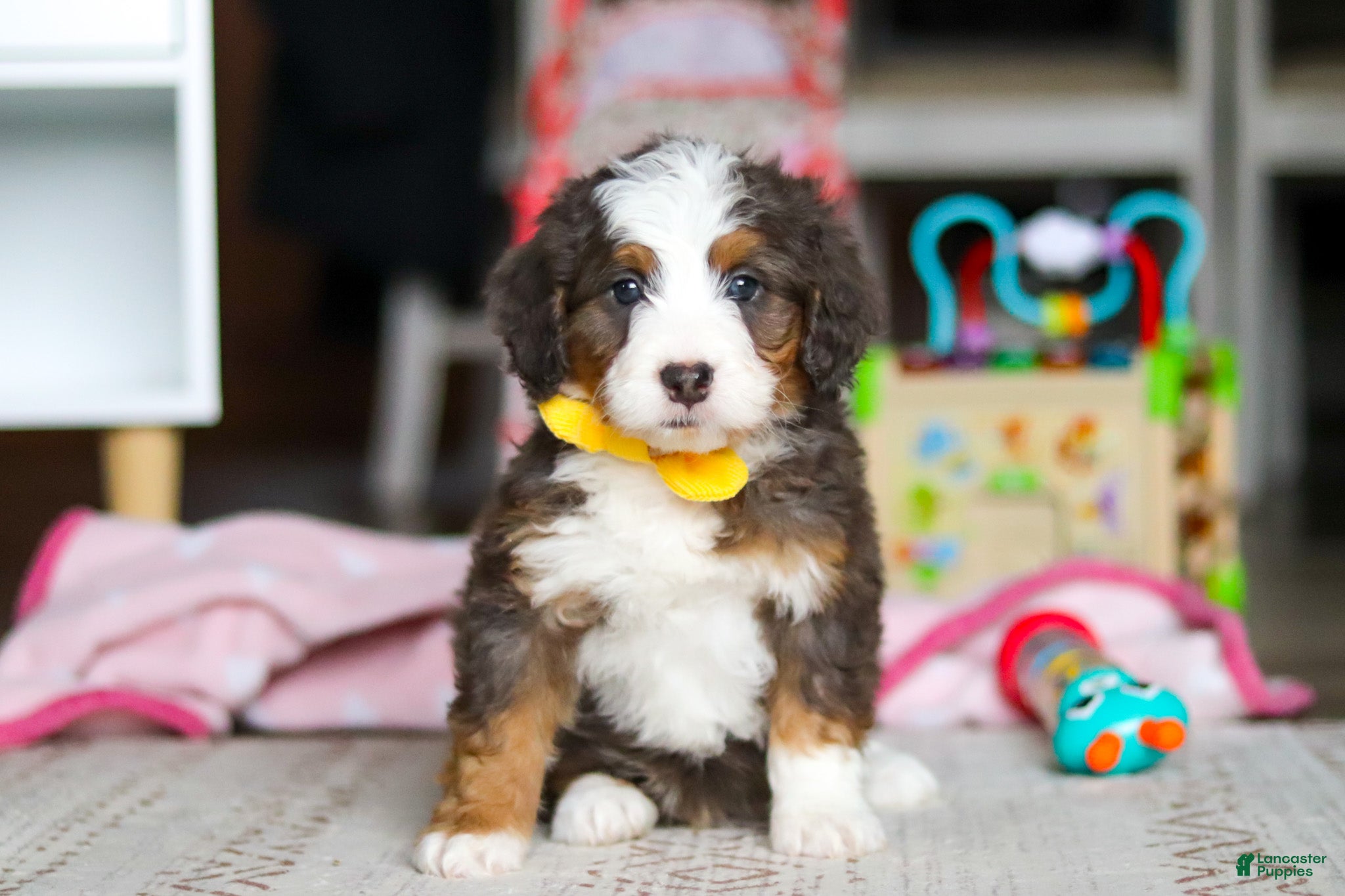 Mini Bernedoodle dogs Ryder - Ad 1