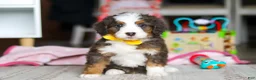 Mini Bernedoodle dogs for sale: Ryder - Ad 1