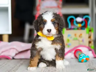 Mini Bernedoodle dogs for sale: Ryder - Ad 1