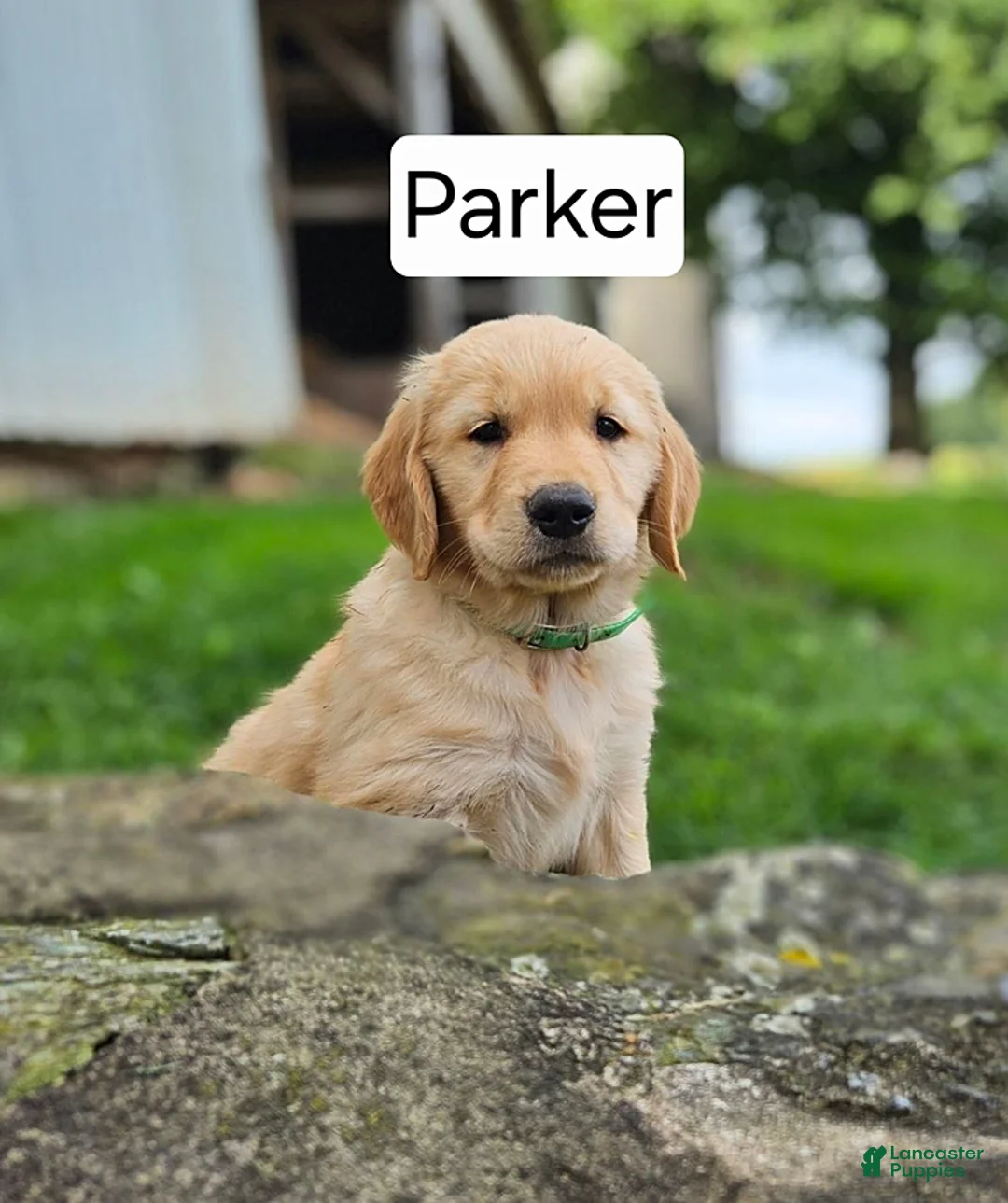 Golden Retriever dogs for sale: Parker - Ad 1