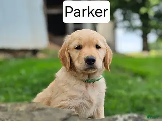 Golden Retriever dogs Parker - Ad 28