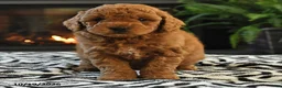 Mini Goldendoodle dogs for sale: Linford - Ad 5