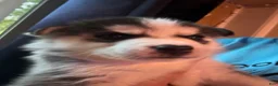 Siberian Husky dogs for sale: Siberian Husky Puppy 7 - Ad 2