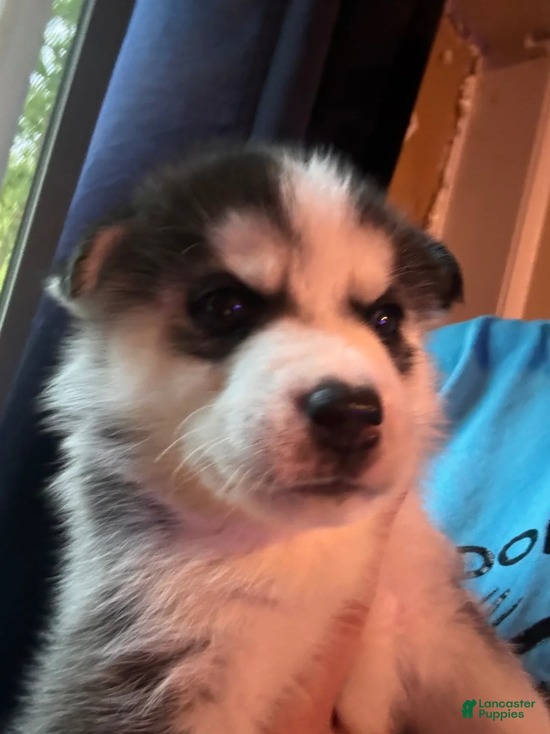 Siberian Husky dogs for sale: Siberian Husky Puppy 7 - Ad 2