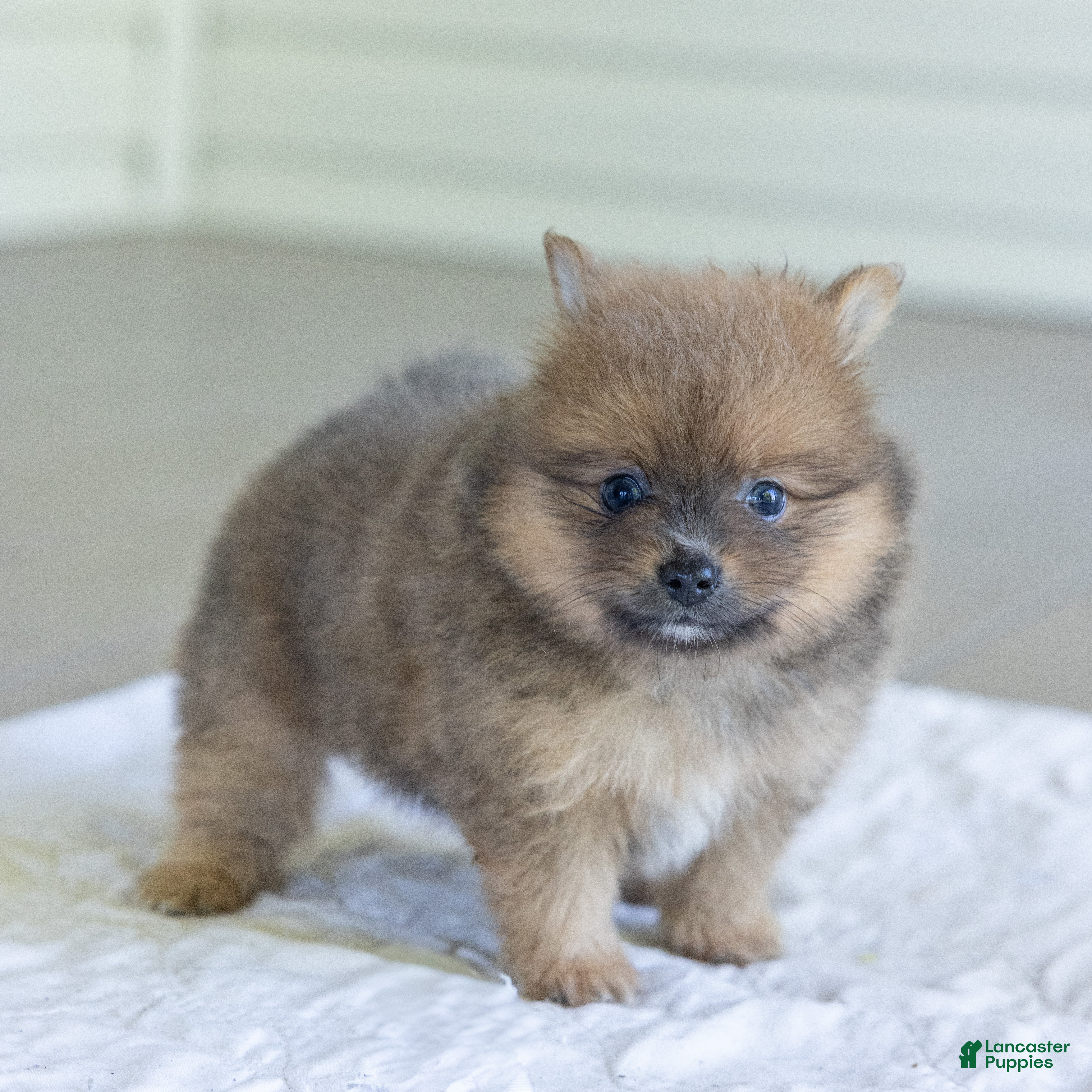 Pomeranian dogs Bear - Ad 2