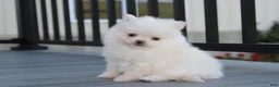 Pomeranian dogs for sale: Mochi - Ad 17