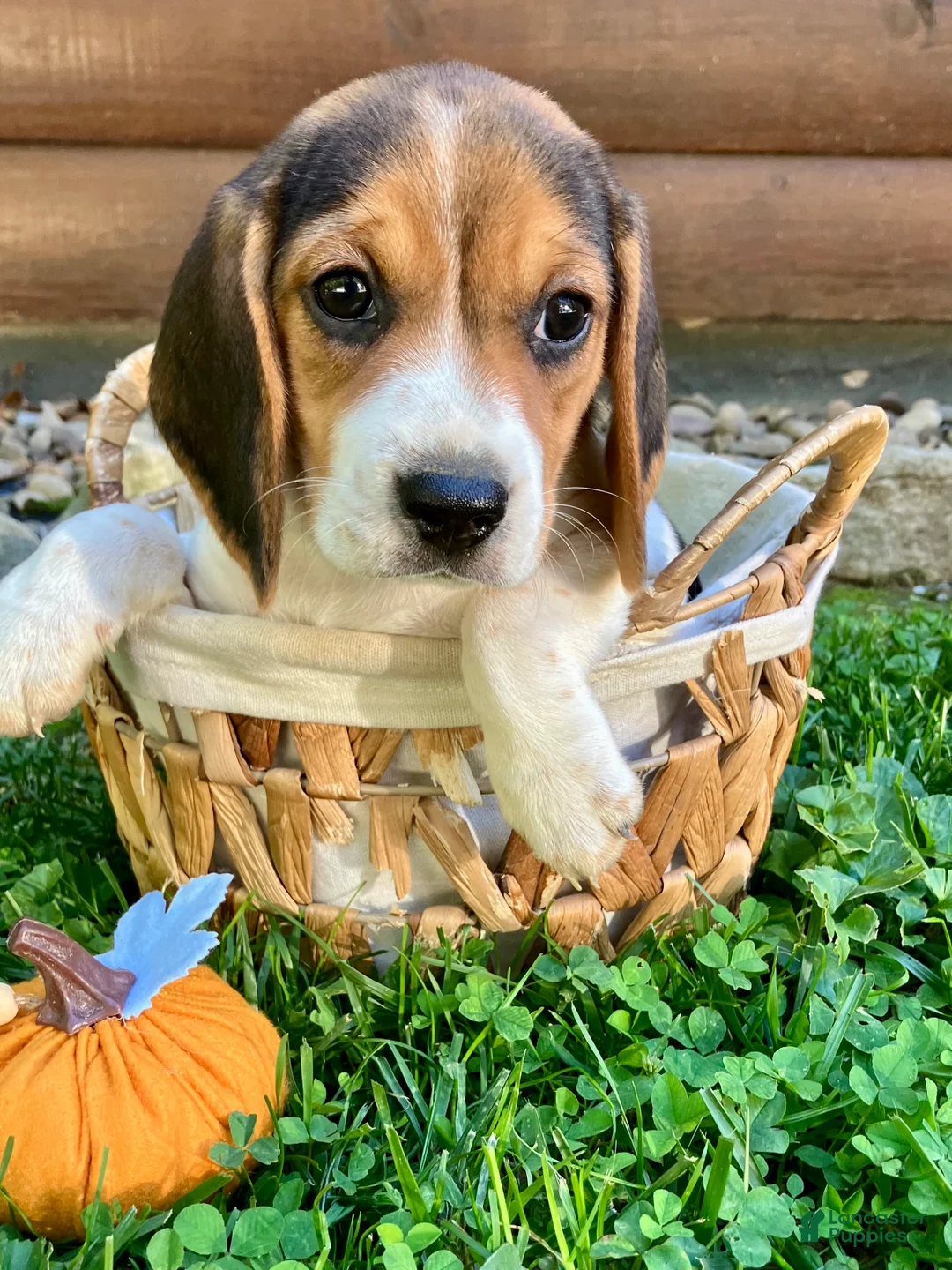 Beagle dogs for sale: Bella - Ad 2