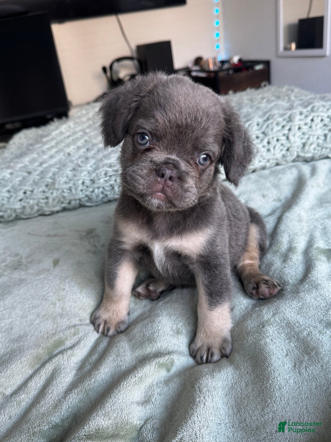 French Bulldog dogs for sale: Lilac tan fluffy french bulldog  - Ad 6