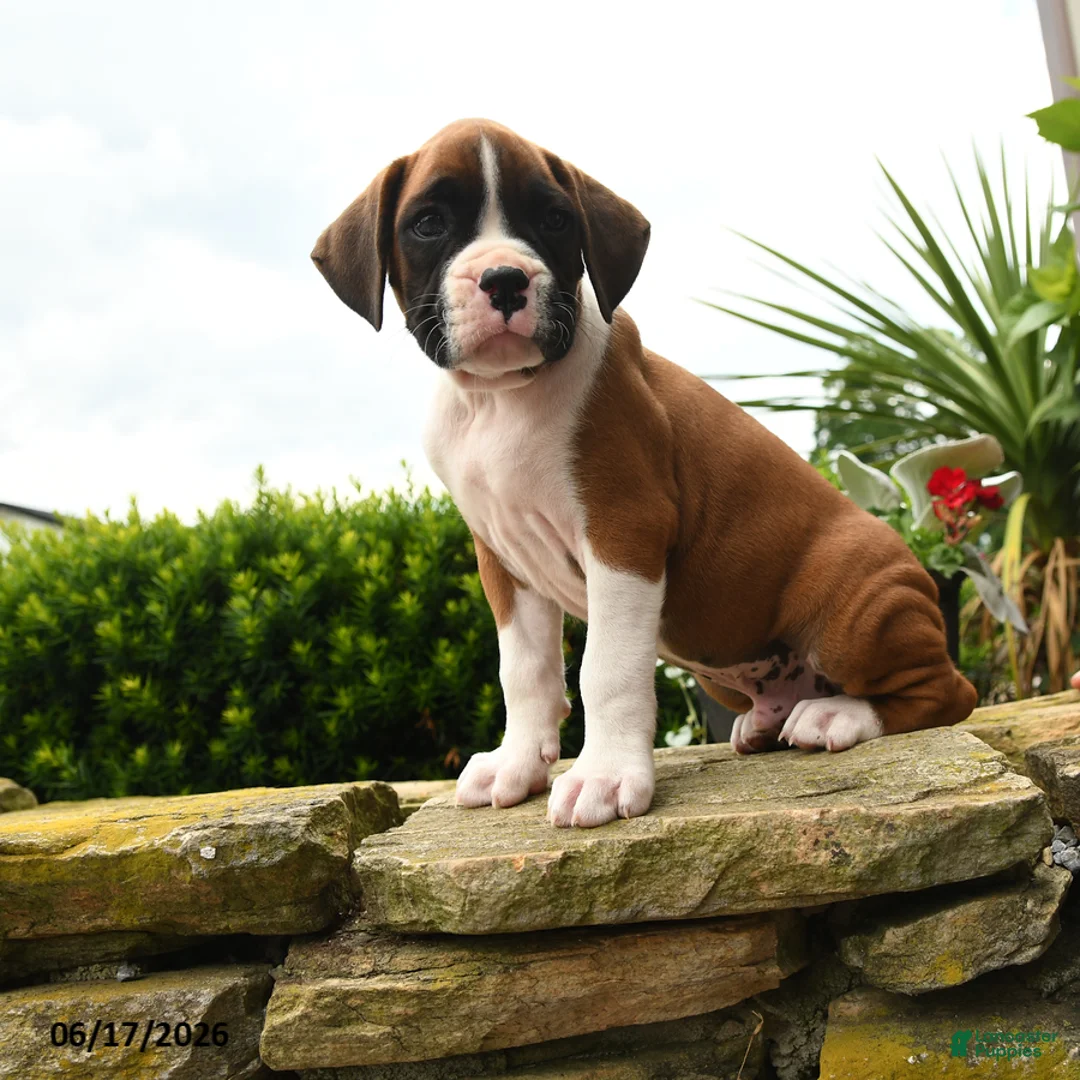 Boxer dogs for sale: Todd - Ad 2