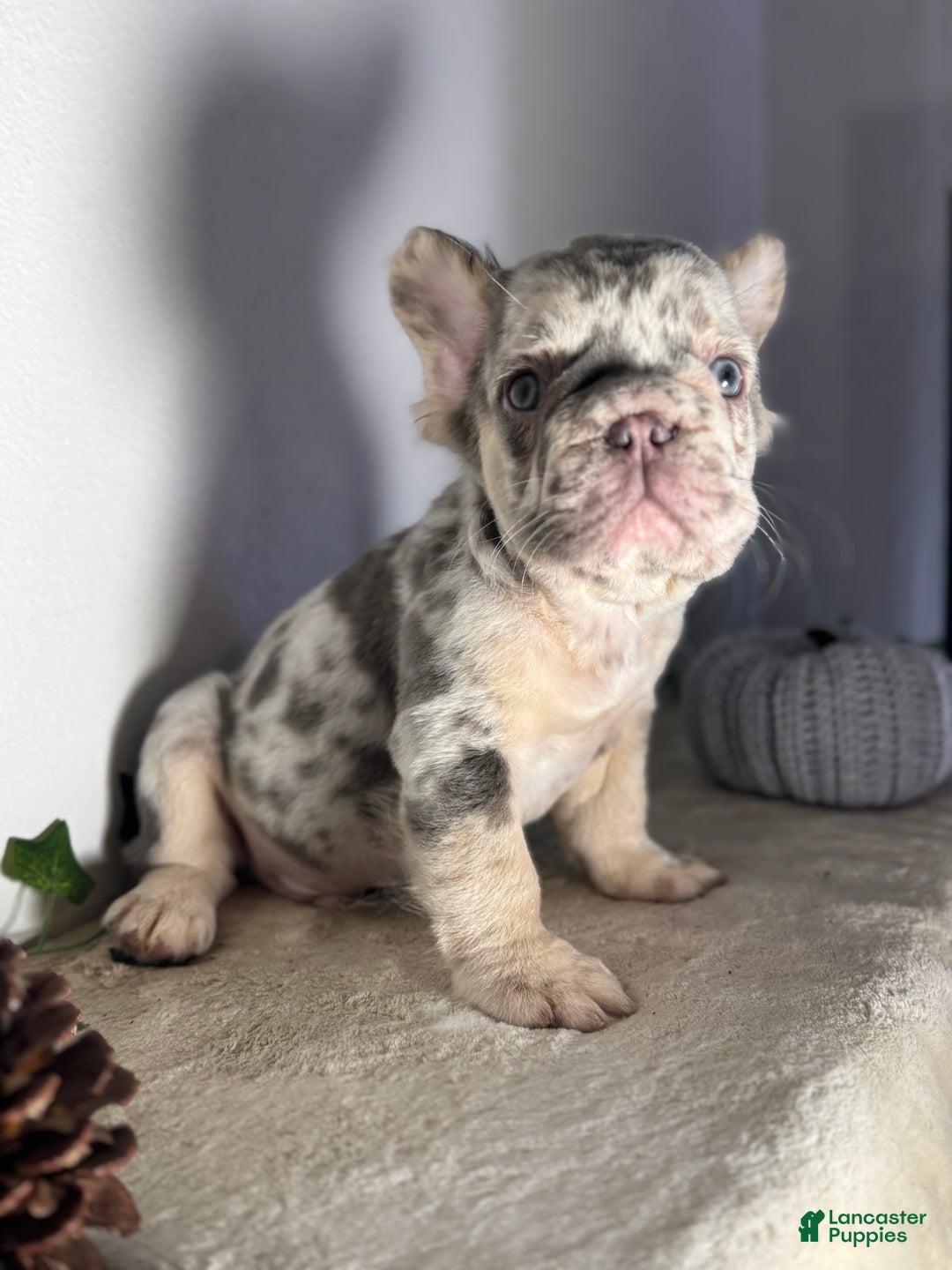 French Bulldog dogs for sale: Big Rope Lilac tan Merle Fluffy Male  - Ad 10