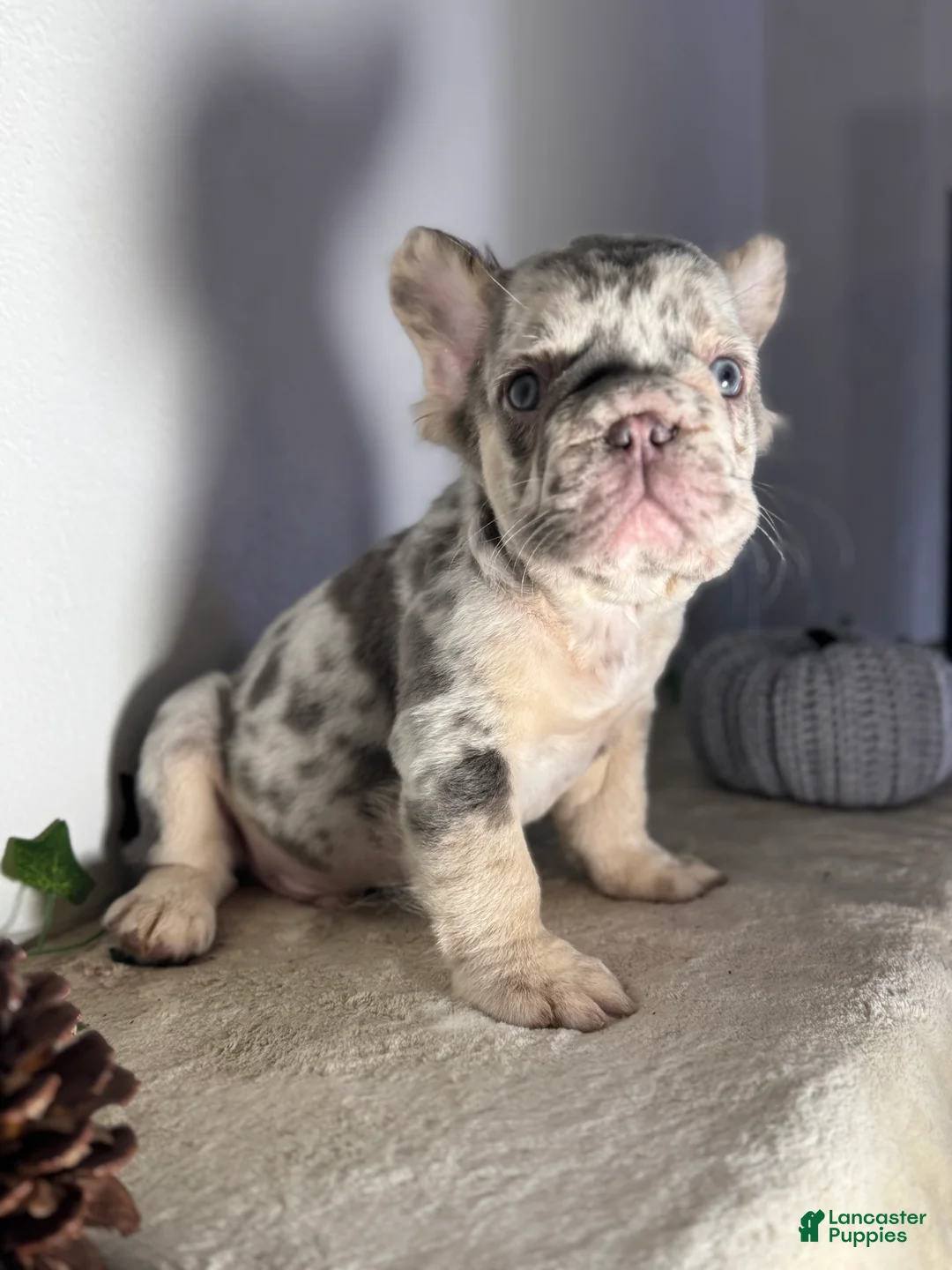French Bulldog dogs for sale: Big Rope Lilac tan Merle Fluffy Male  - Ad 12