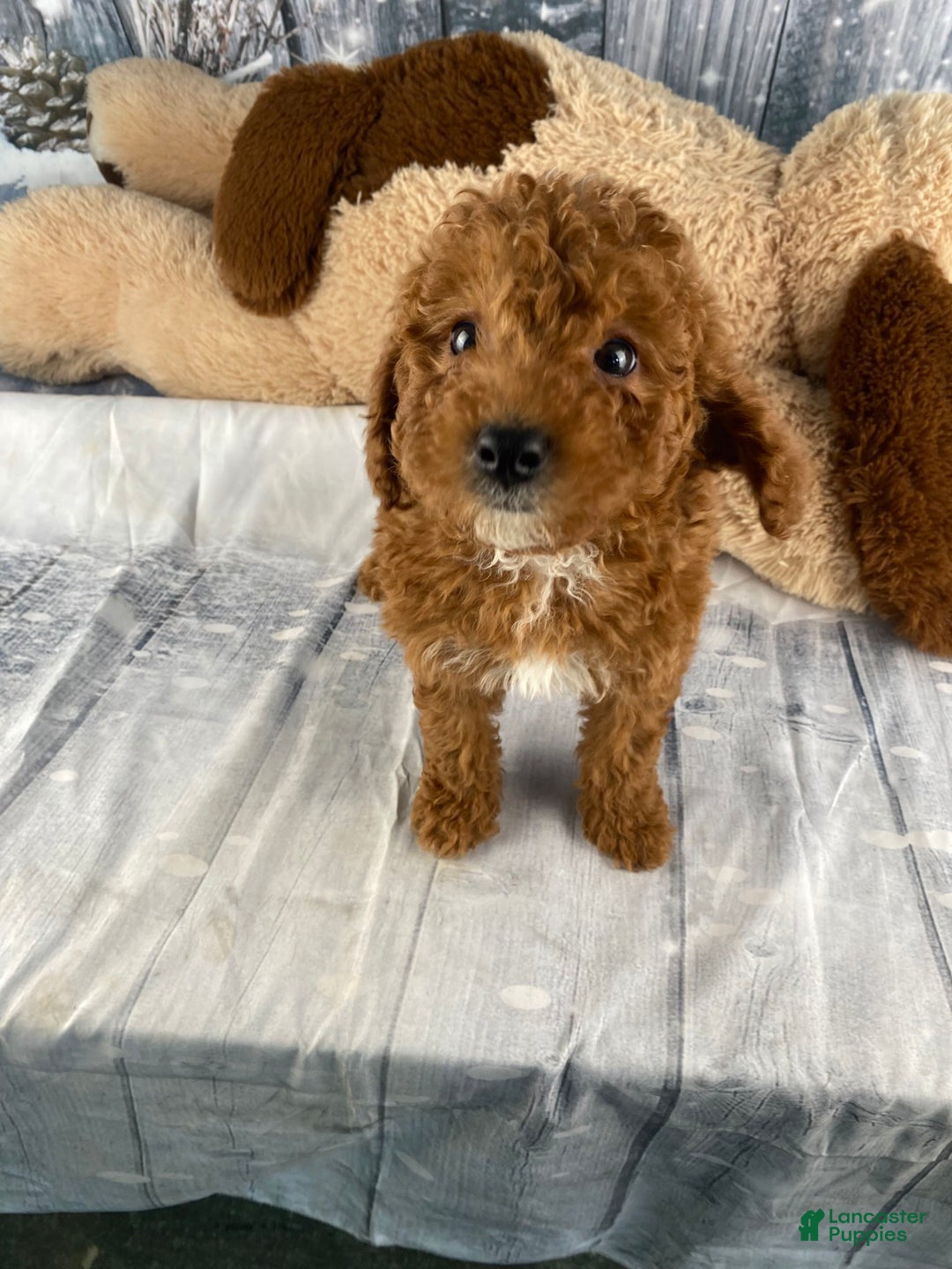 Miniature Poodle dogs for sale: Harley - Ad 5