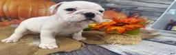 English Bulldog dogs for sale: Mayo - Ad 8