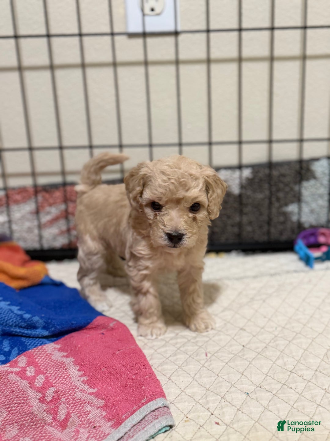 Bichpoo dogs for sale: Bichon frise Puppy 5 - Ad 1