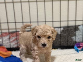 Bichpoo dogs Bichon frise Puppy 5 - Ad 3