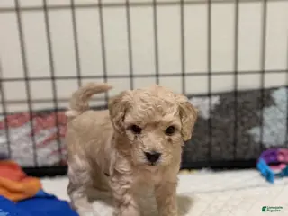 Bichpoo dogs Bichon frise Puppy 5 - Ad 23