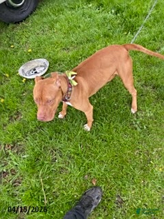 American Pit Bull Terrier dogs Sara Ann - Ad 1