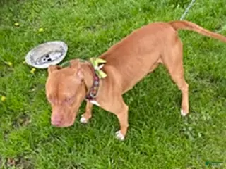 American Pit Bull Terrier dogs for sale: Sara Ann - Ad 1