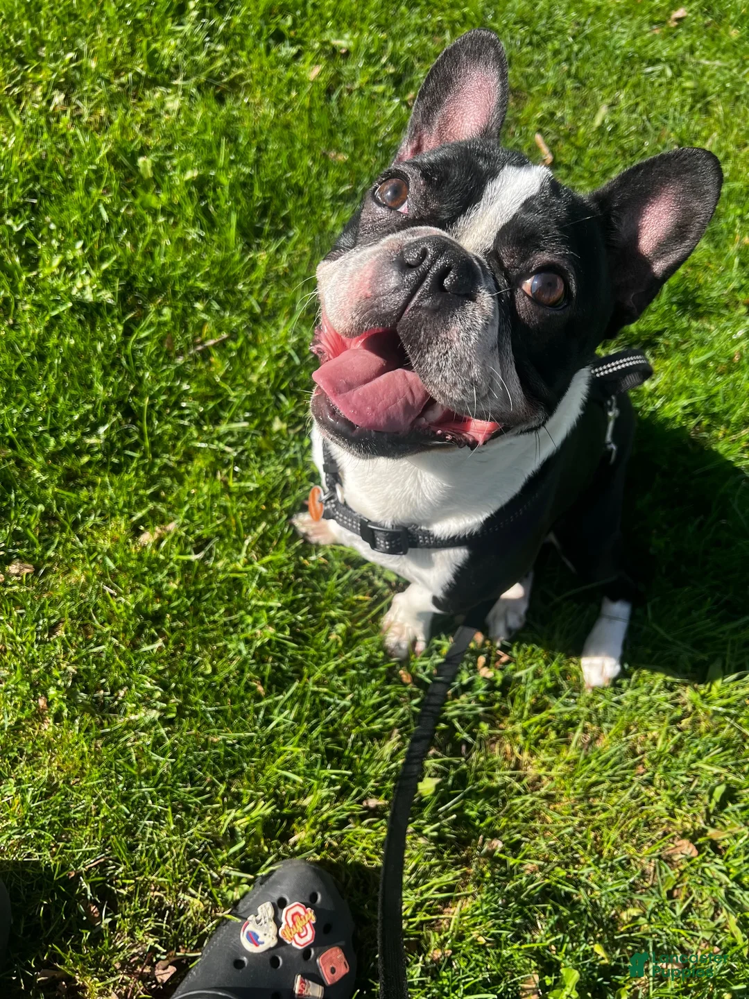 French Bulldog dogs for sale: French Bulldog 1 - Ad 5