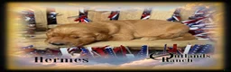 Golden Retriever dogs for sale: Hermes~Brown Collar - Ad 3