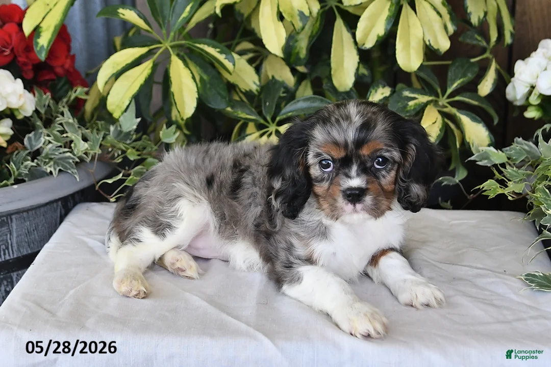 Cavalier King Charles Spaniel dogs for sale: Roxie - Ad 5