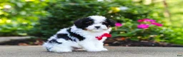 Cavapoo dogs for sale: Leo - Ad 15