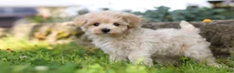 Maltipoo dogs for sale: Piper - Ad 5