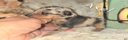 Miniature Pinscher dogs for sale: Axel - Ad 2