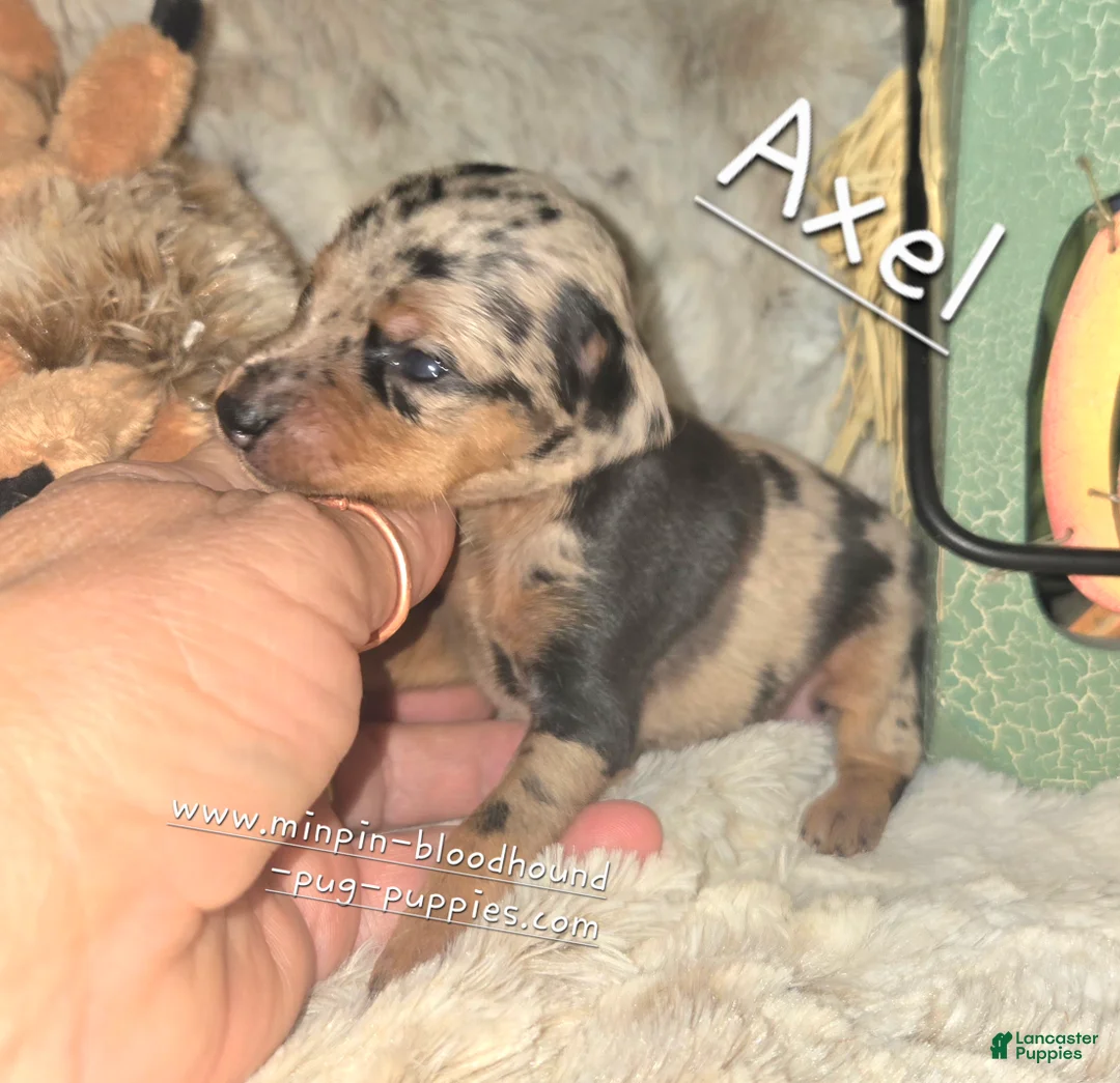 Miniature Pinscher dogs for sale: Axel - Ad 2