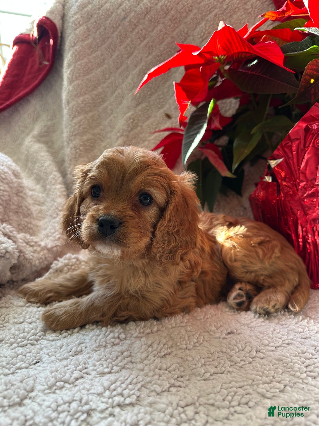 Cavapoo dogs for sale: Archie - Ad 3
