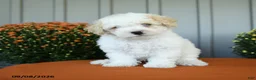 Miniature Poodle dogs for sale: Murphy - Ad 3