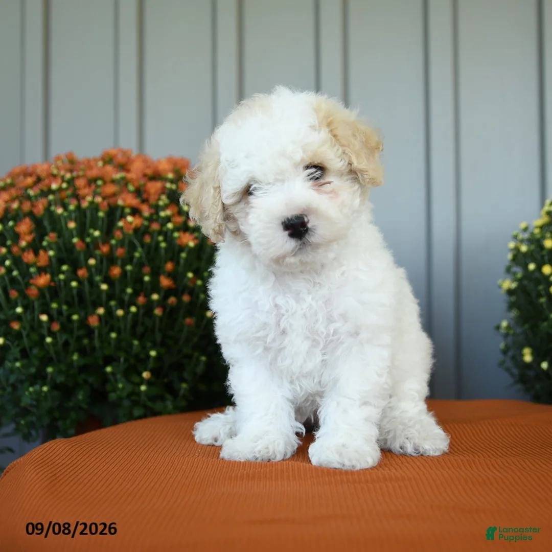 Miniature Poodle dogs for sale: Murphy - Ad 3